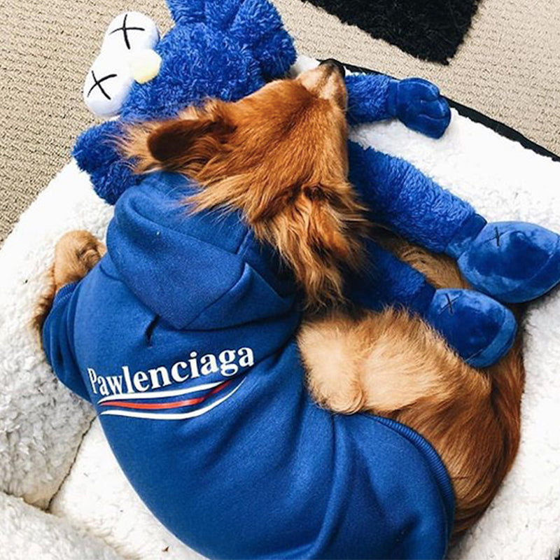 balenciaga sweater for dogs