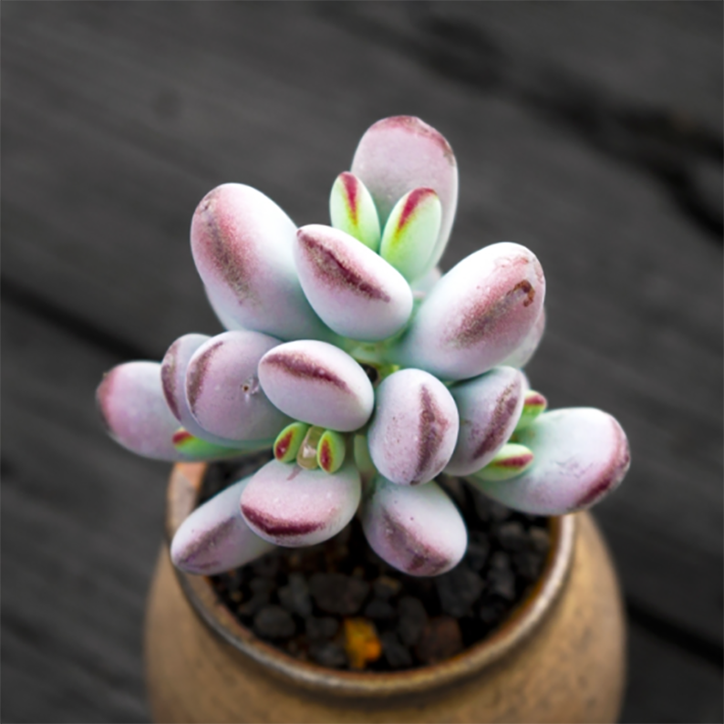 Cotyledon ladismithiensis Variegata 'Yellow' Bear's Paw ...