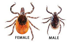 Black Legged Tick