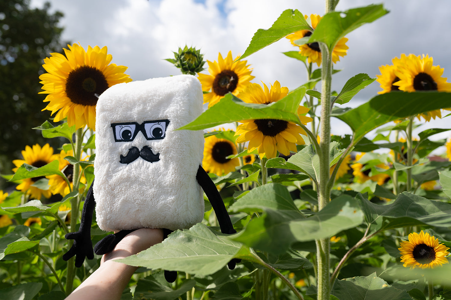 Beamie en el campo de girasoles