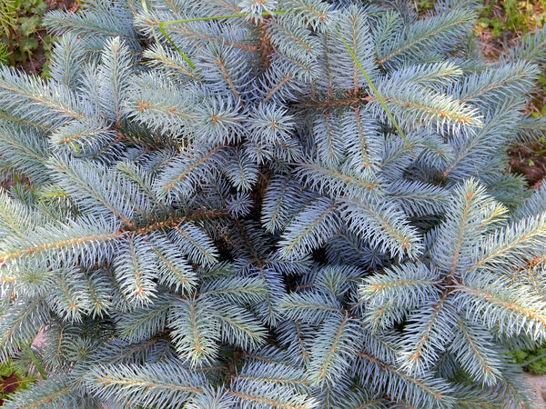 Árbol de Navidad de abeto azul