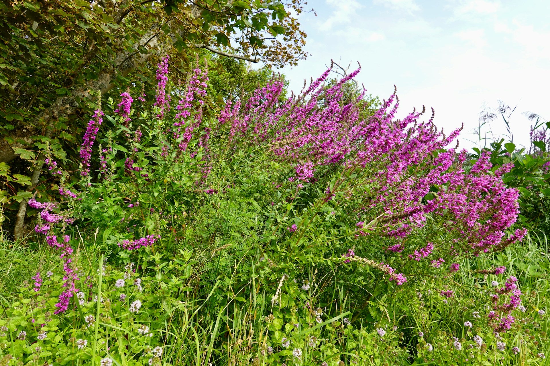 Blood Loosestrife