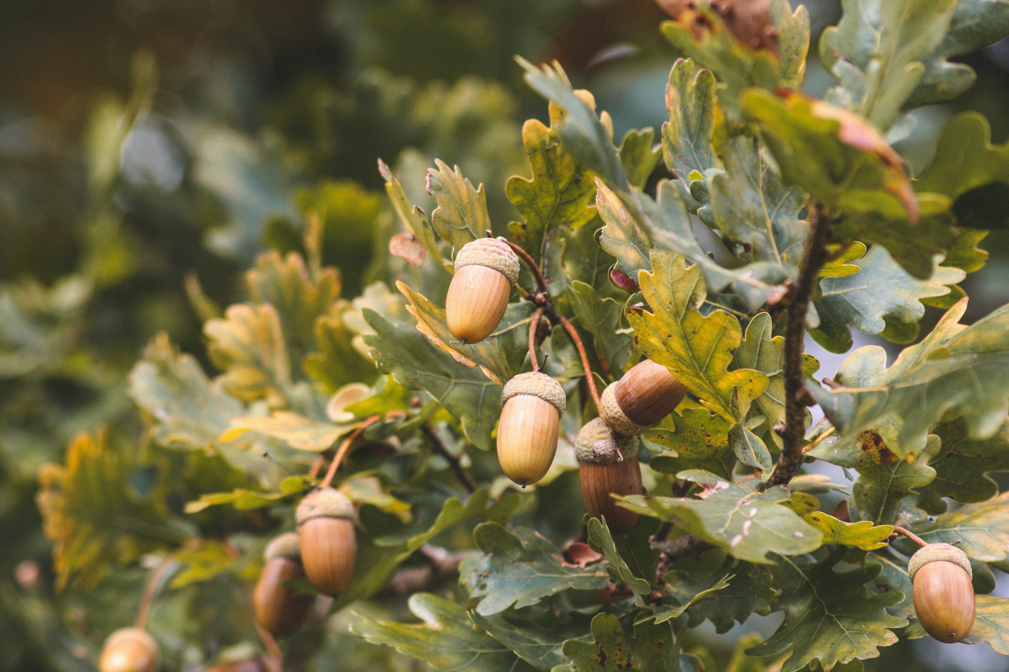 Sustainable oak