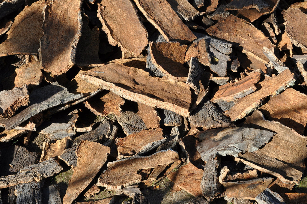 Tree bark cork oak