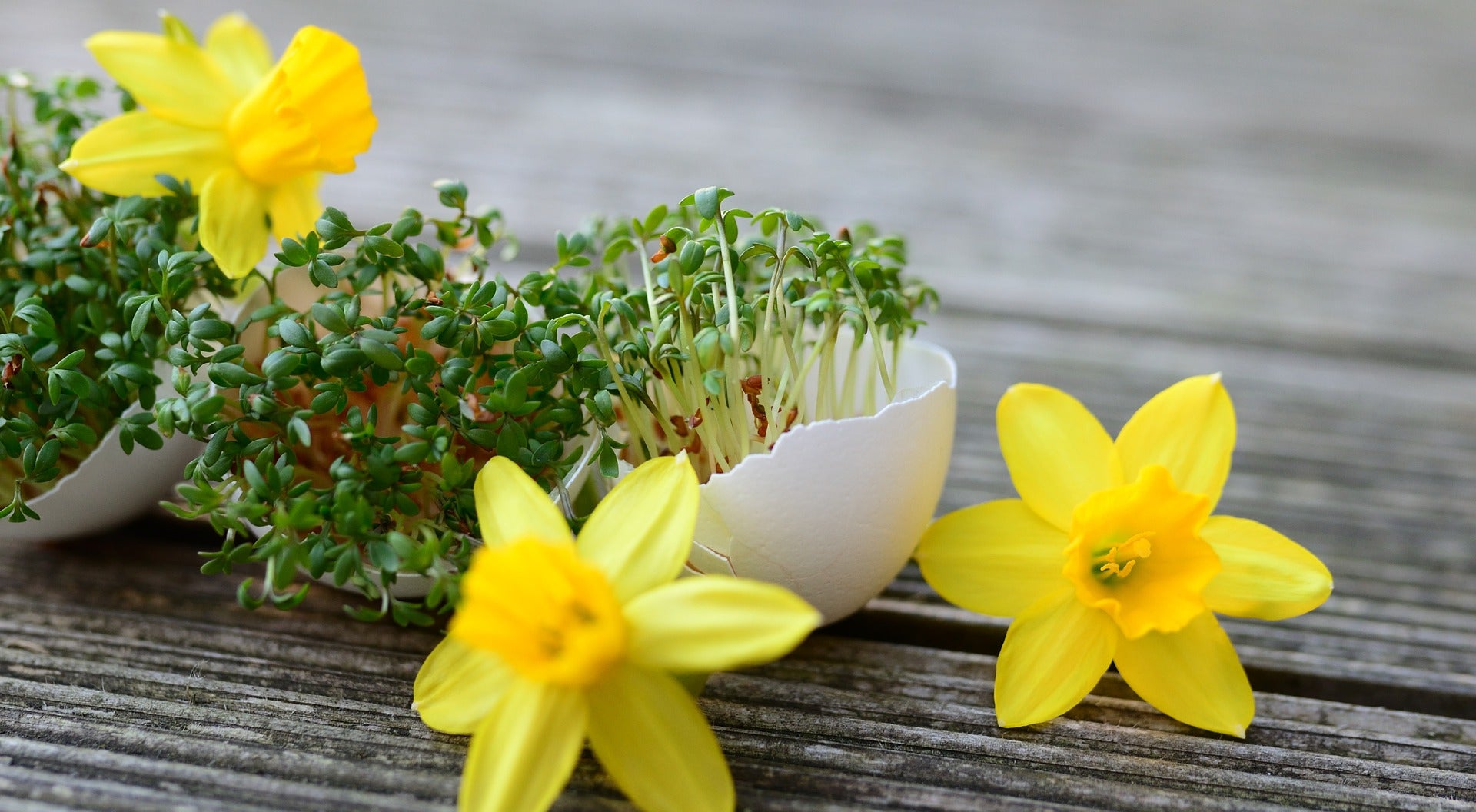 Cress easter eggs as decoration