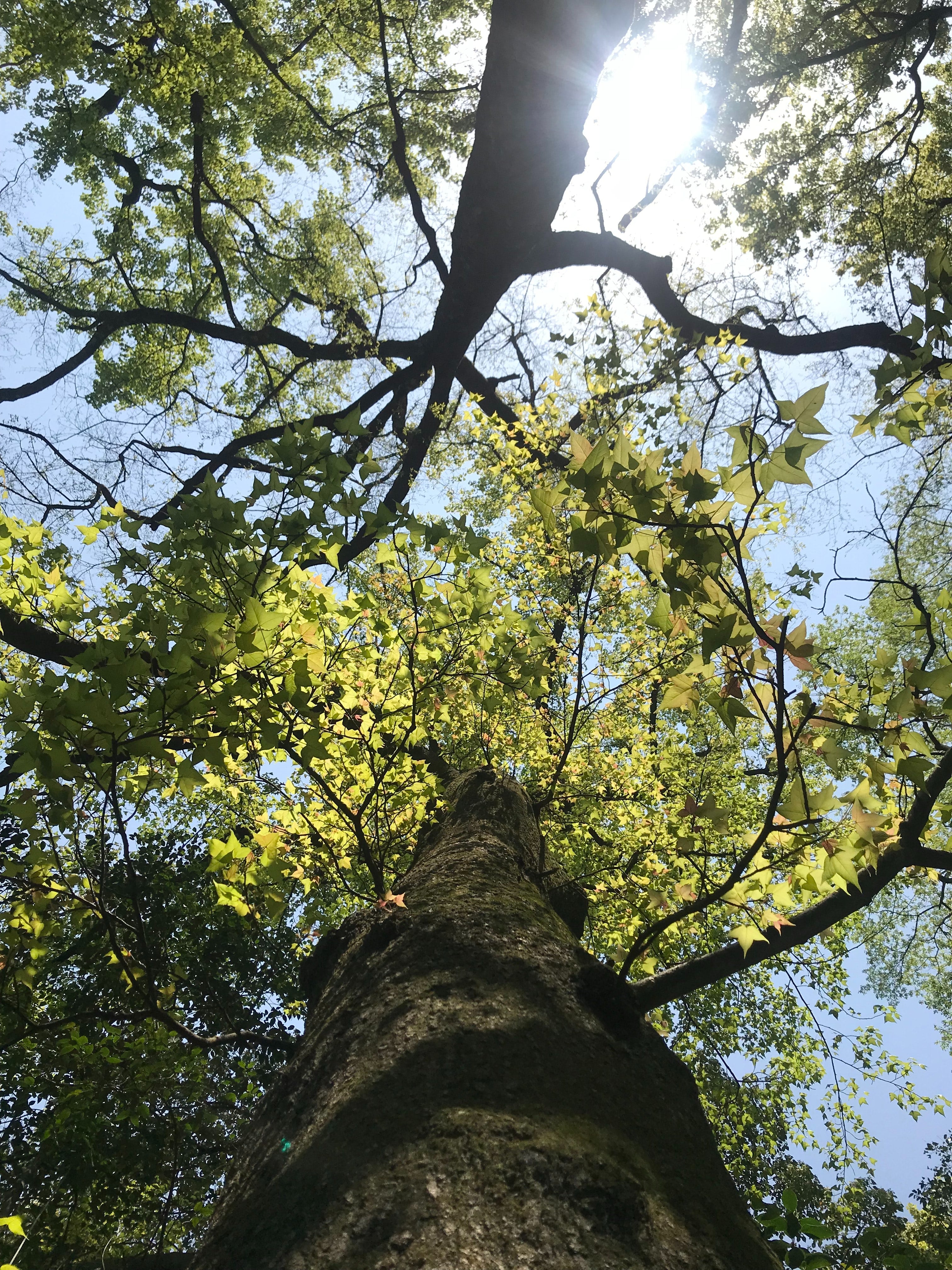 Foliage tree hardwood