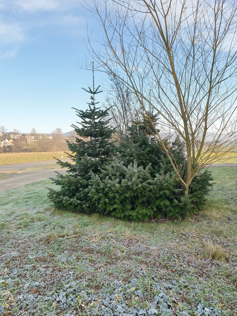 Nordmannnanne Christmas tree