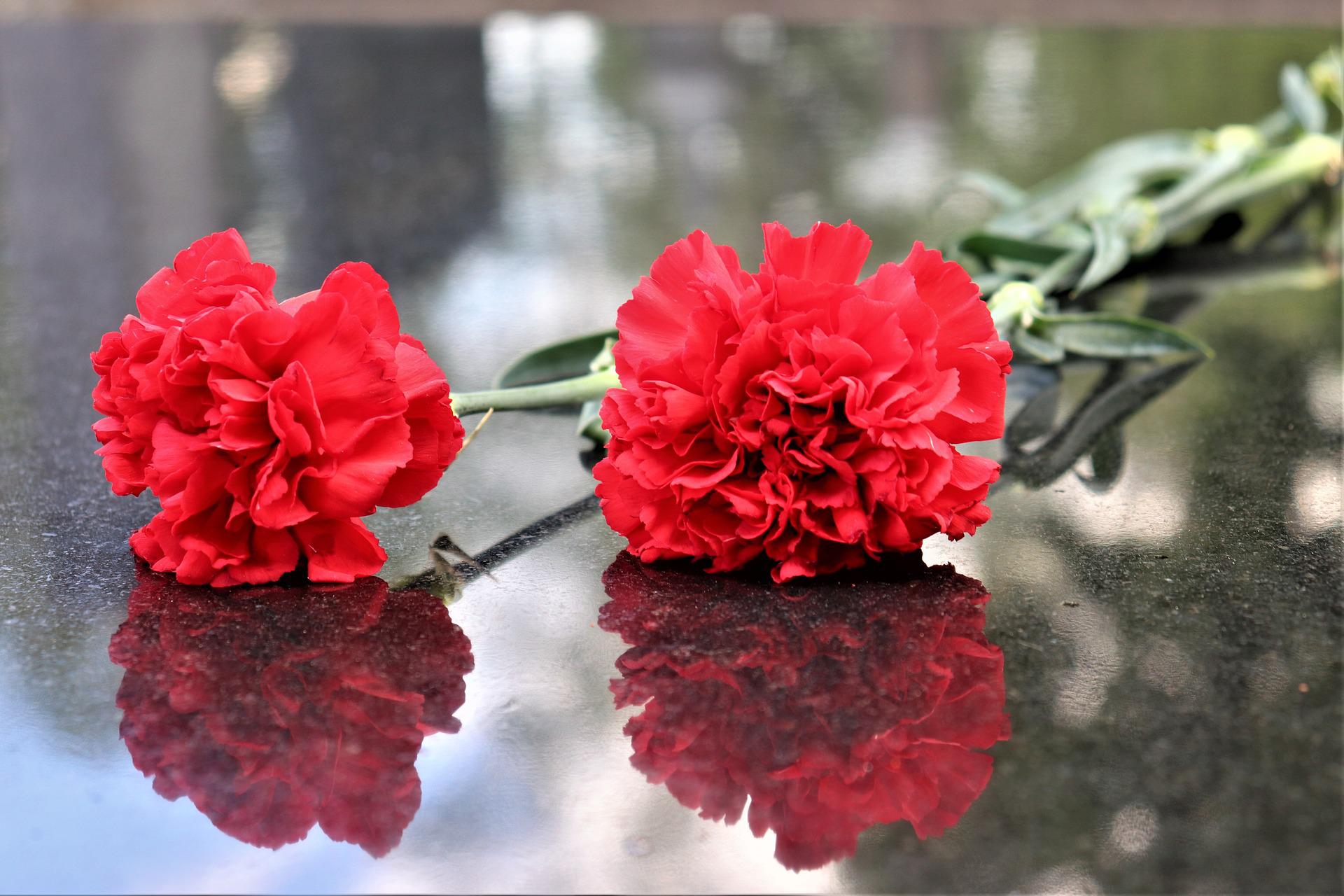 Clavel rojo día de la madre