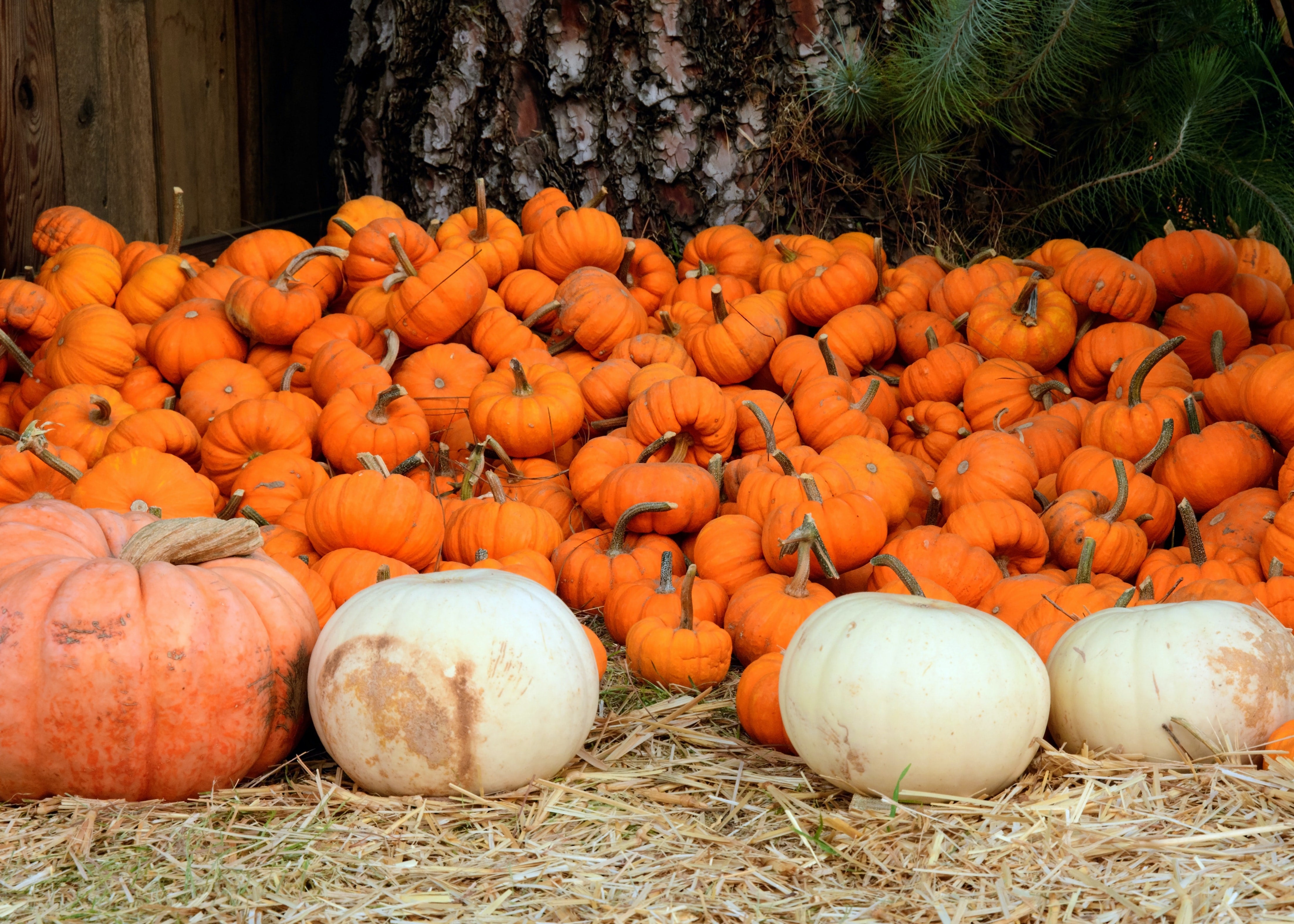 Pumpkin Halloween