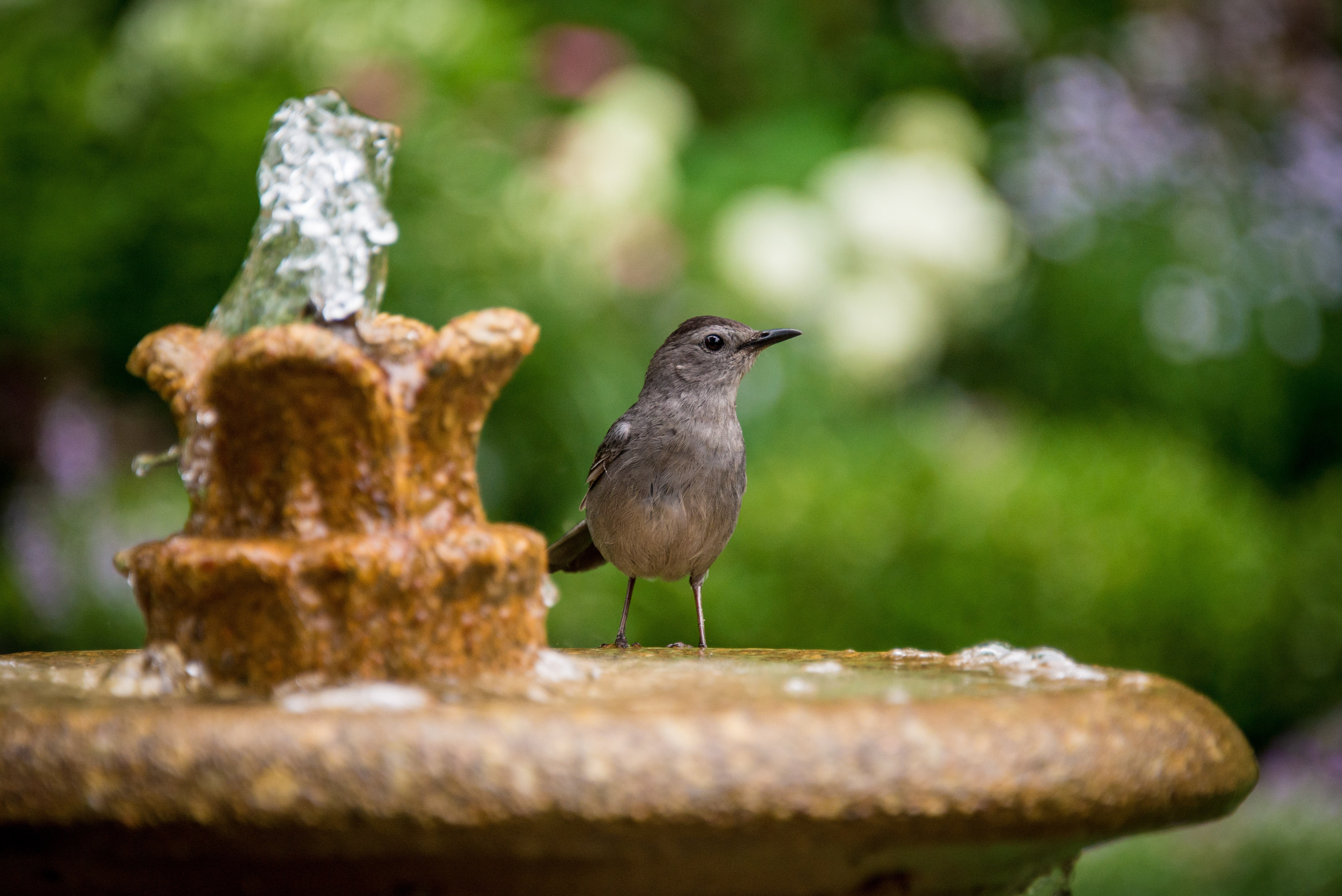 tendencia jardín de agua