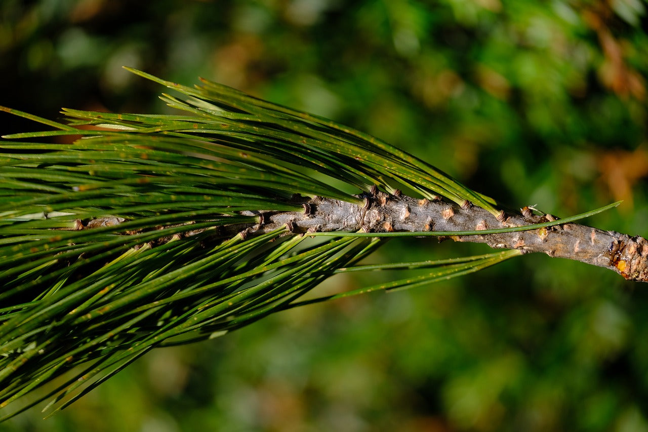 Stone pine branch