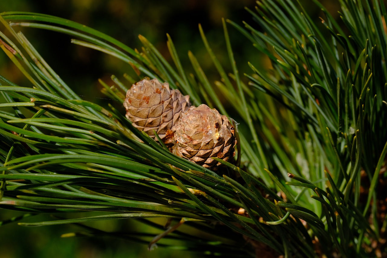 Stone pine