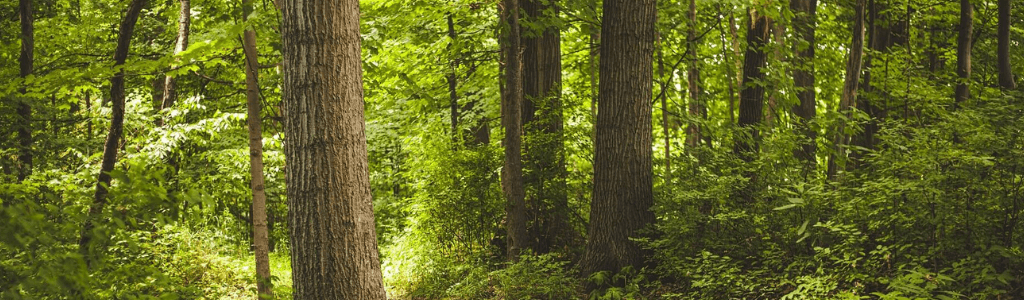 Balance-Waidgerechtigkeit-Dezimierung-Sauenjagd-Schwarzwild-Waldgebiet-Wolfgangs