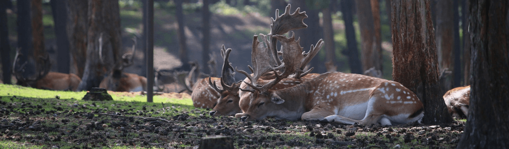 Bejagung-von-jungem-Schalenwild-im-September-Rehe-im-Wald-Wolfgangs