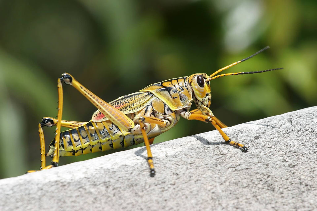 Gute-Survival-Nahrung-Insekten-in-der-Natur-Heuschrecke-Wolfgangs