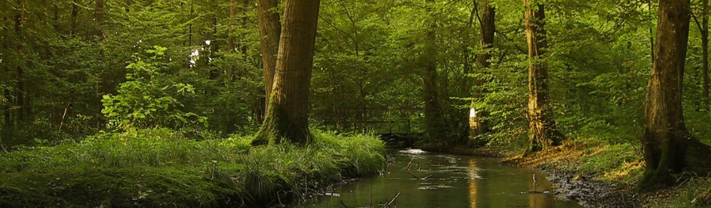 Heimischen-Wald-retten-Fluss-im-Wald-Wolfgangs