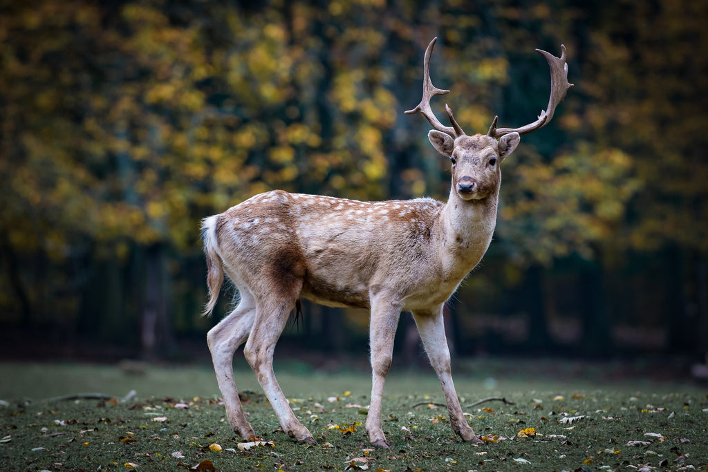 Rehwild-richtig-aufbrechen-nach-der-Jagd-Wolfgangs