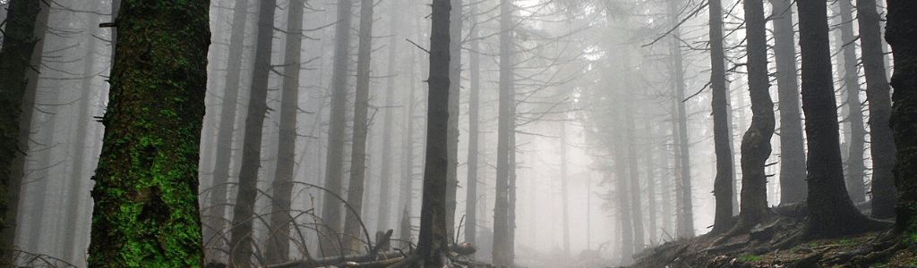 Spurenlesen-in-der-Natur-Fährten-erkennen-Dichte-Baumreihe-Wolfgangs