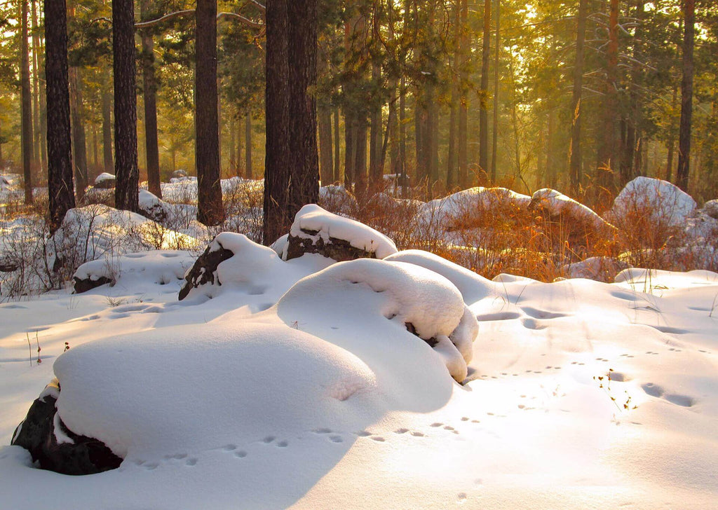 Spurenlesen-in-der-Natur-Fährten-erkennen-Spuren-im-Schnee-Wolfgangs