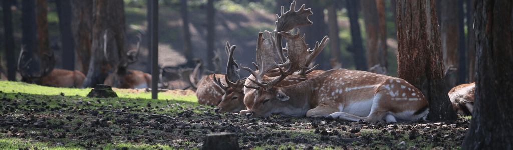 Treffersitz-bei-der-Jagd-Hirsch-unterm-Baum-Wolfgangs-Blog