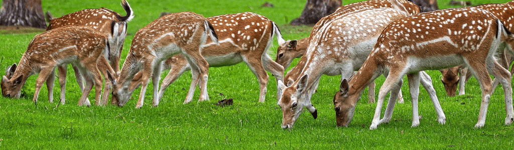 Treffersitz-bei-der-Jagd-Wolfgangs-Blog