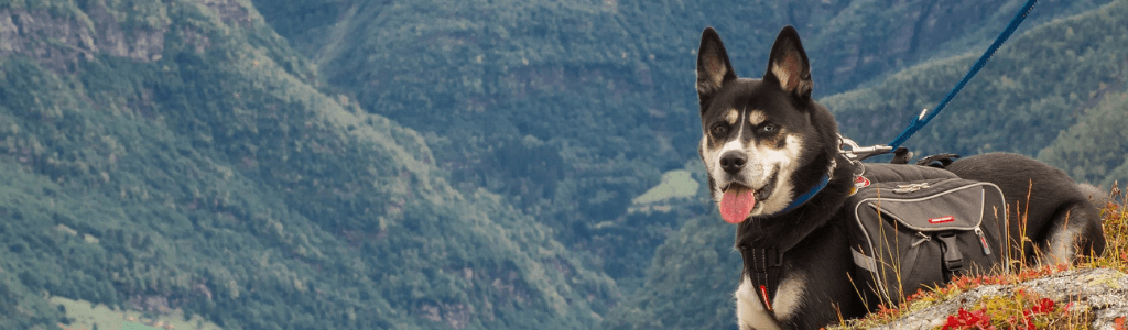 Wie-Rettungshunde-ausgebildet-werden-Hund-im-Einsatz-in-den-Bergen-Wolfgangs