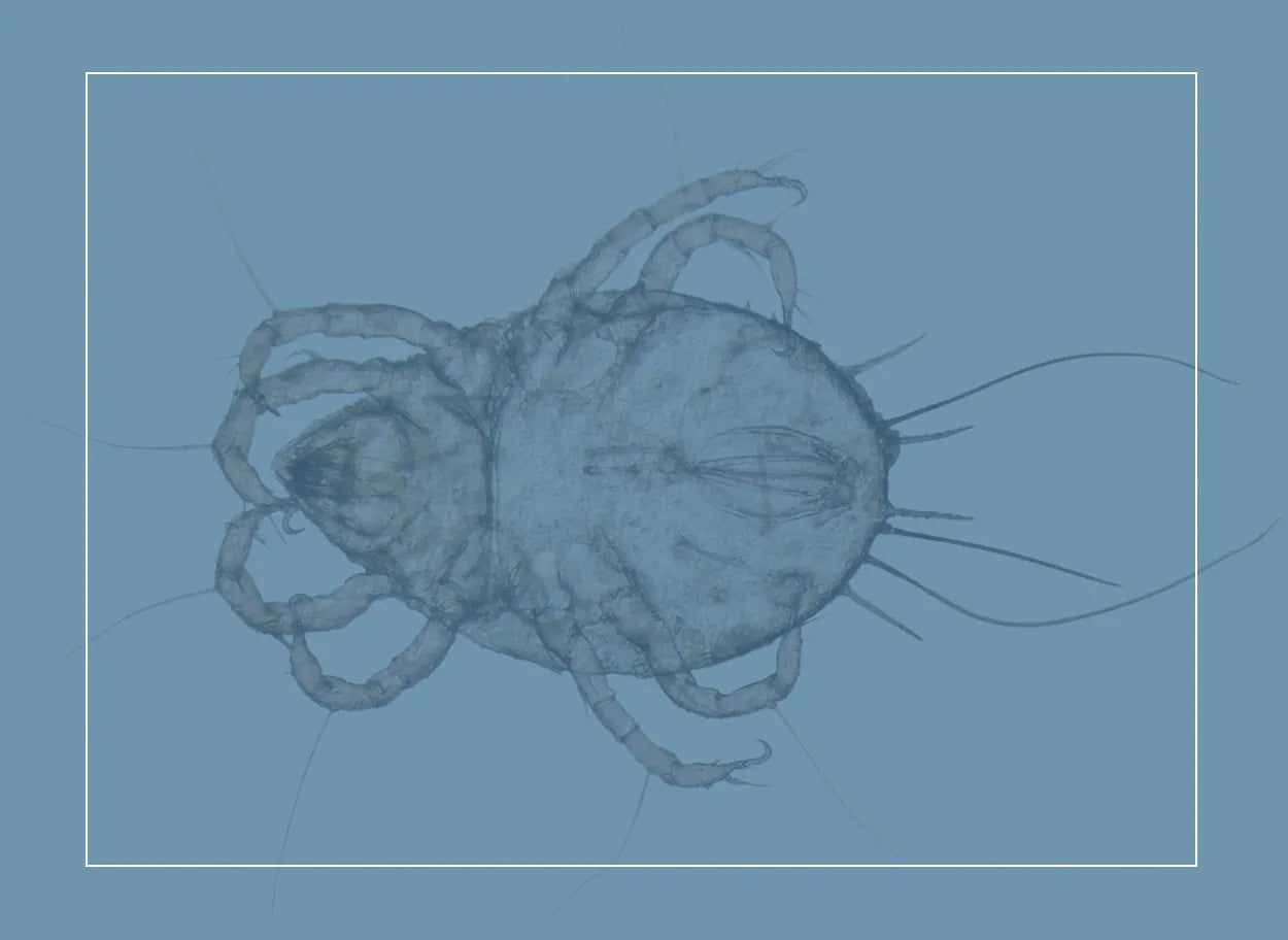 Close-up of a hairy dust mite with claws under a microscope. Dust mites thrive at 70–80% relative humidity