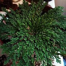 Rose of Jericho Flowers (Selaginella lepidophylla) – Tree Of Life Shoppe