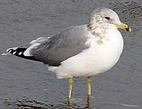 California Gull