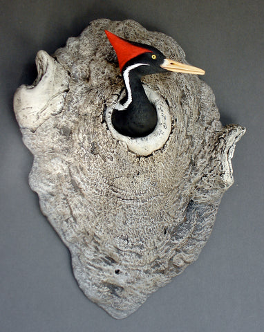 Ivory-billed Woodpecker looking from Burl