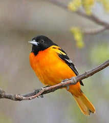 Baltimore Oriole