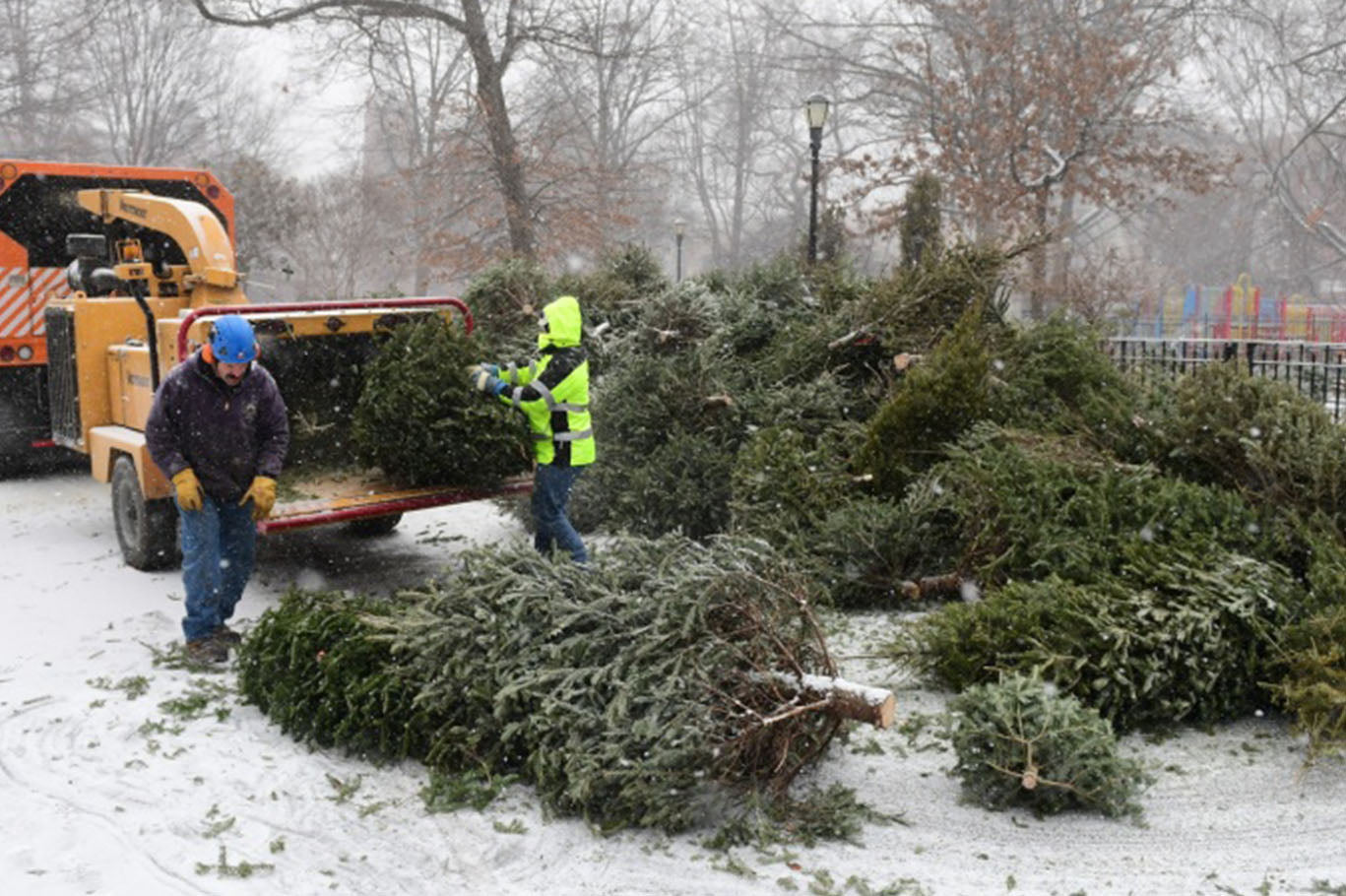 <p style="color:white;">Workers cutting down Christmas trees</p>