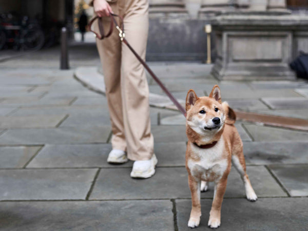 Babyboom so gelingt das Zusammenleben mit Baby und Hund William Walker