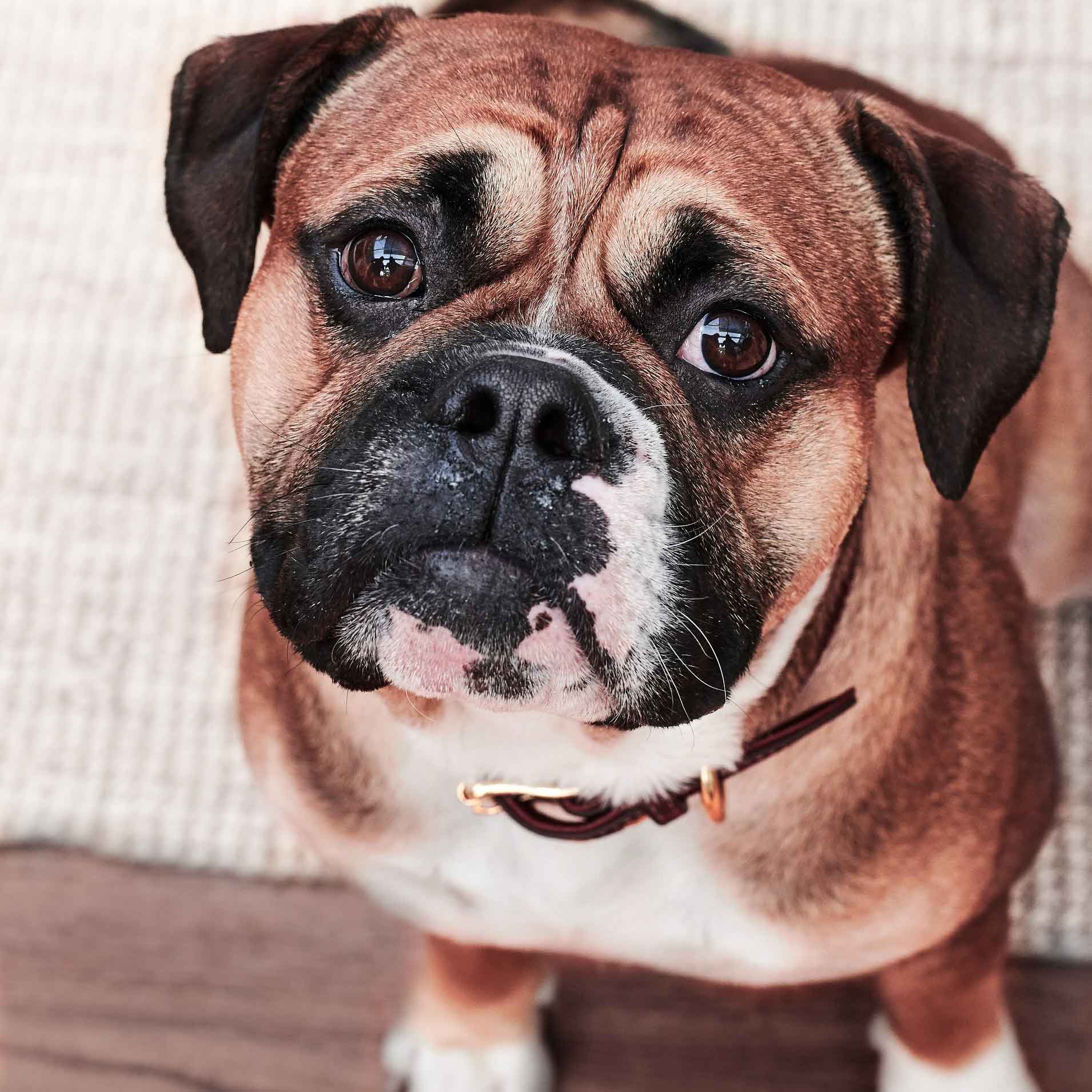 Hunde im Büro