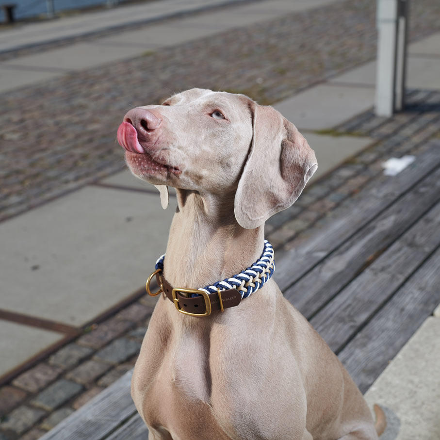 Dürfen Hunde das essen was Menschen essen?