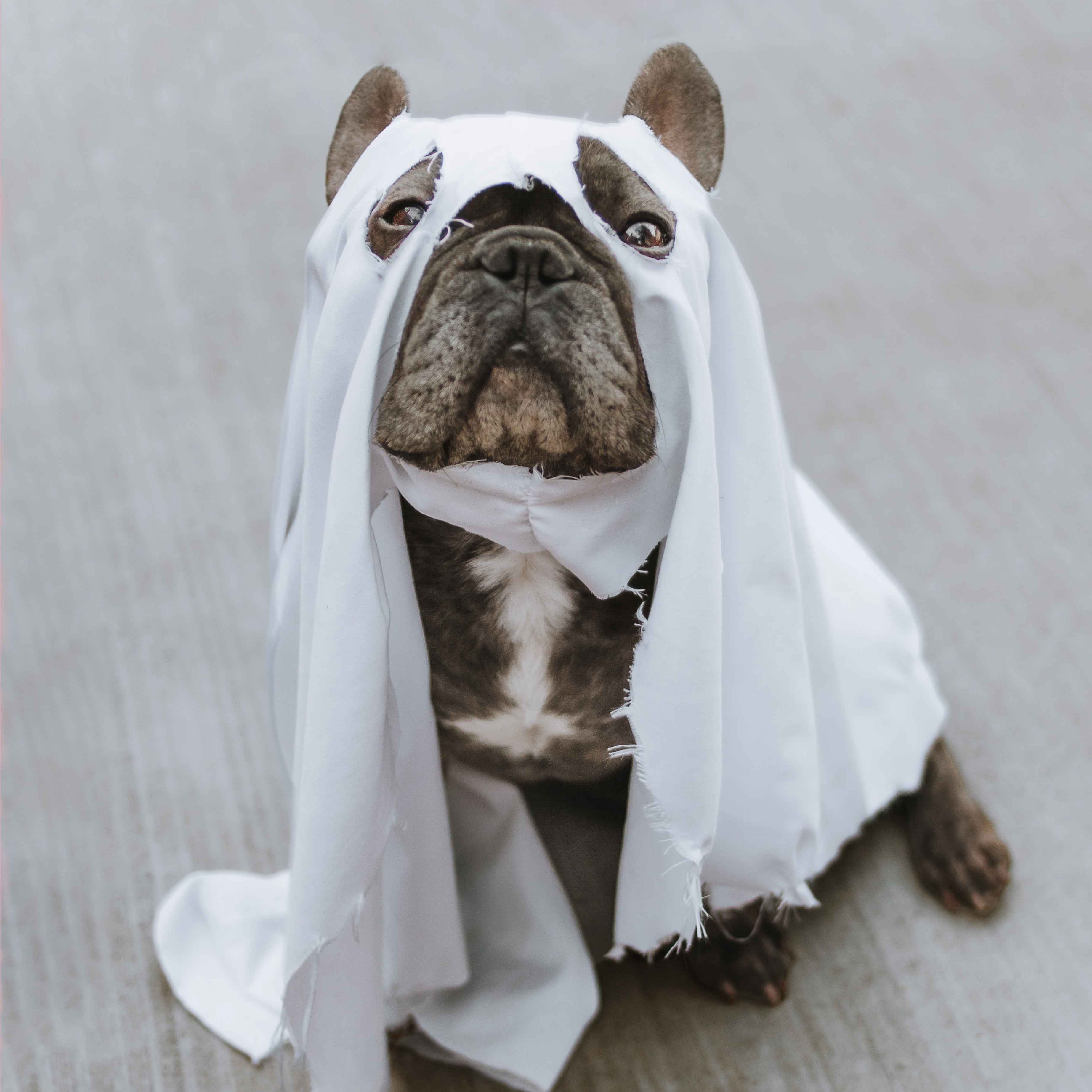 Gør alt med min kraft Tegn et billede Advarsel Happy Halloween - the best partner costumes for you and your dog – William  Walker