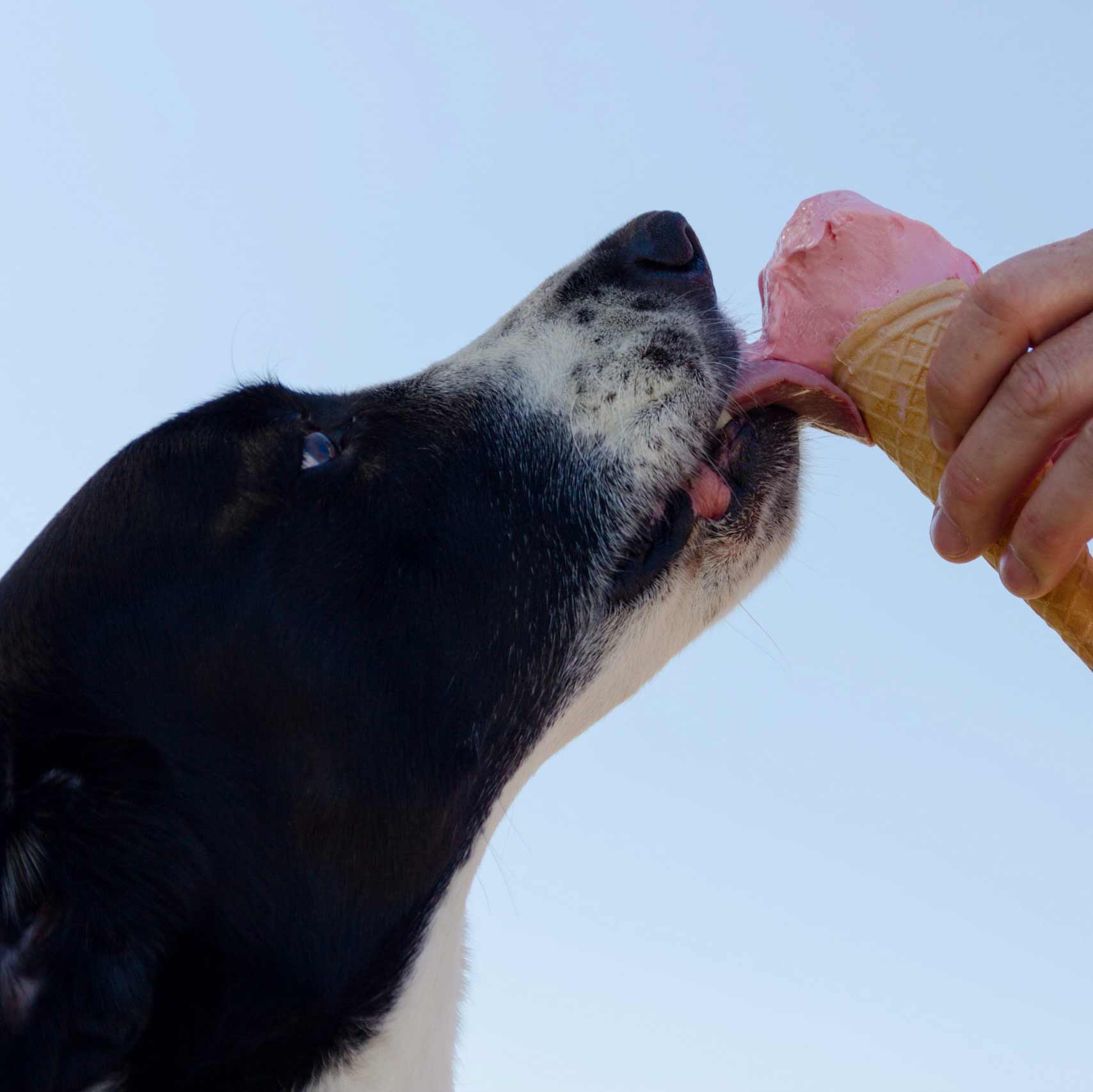 Do it Yourself Dog Ice Cream for the Summer