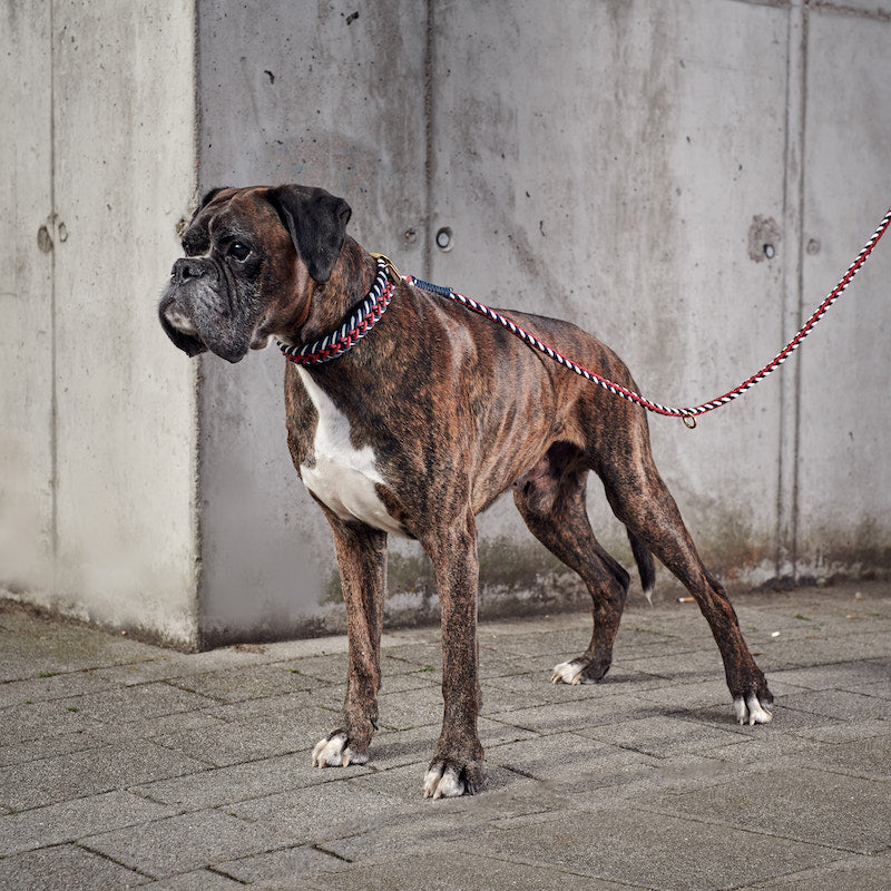 Boxer Rasseportrait - Steckbrief deutscher Boxer