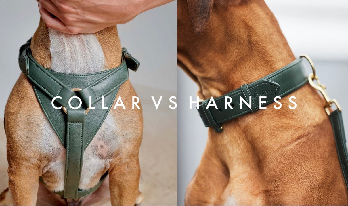 dog collar vs dog harness
