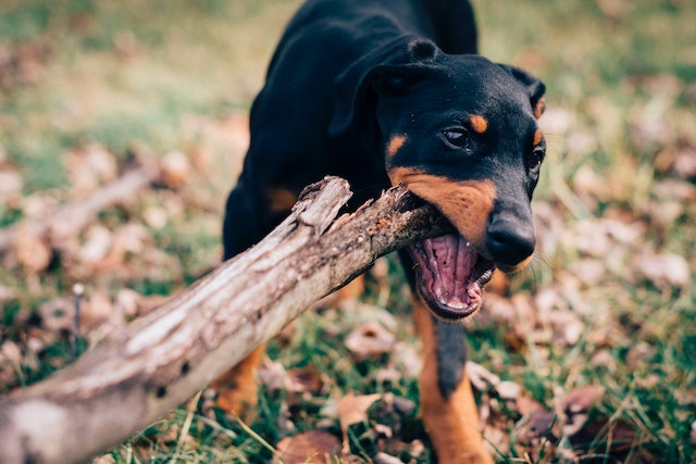 Deutscher_Dobermann_Rasseportrait