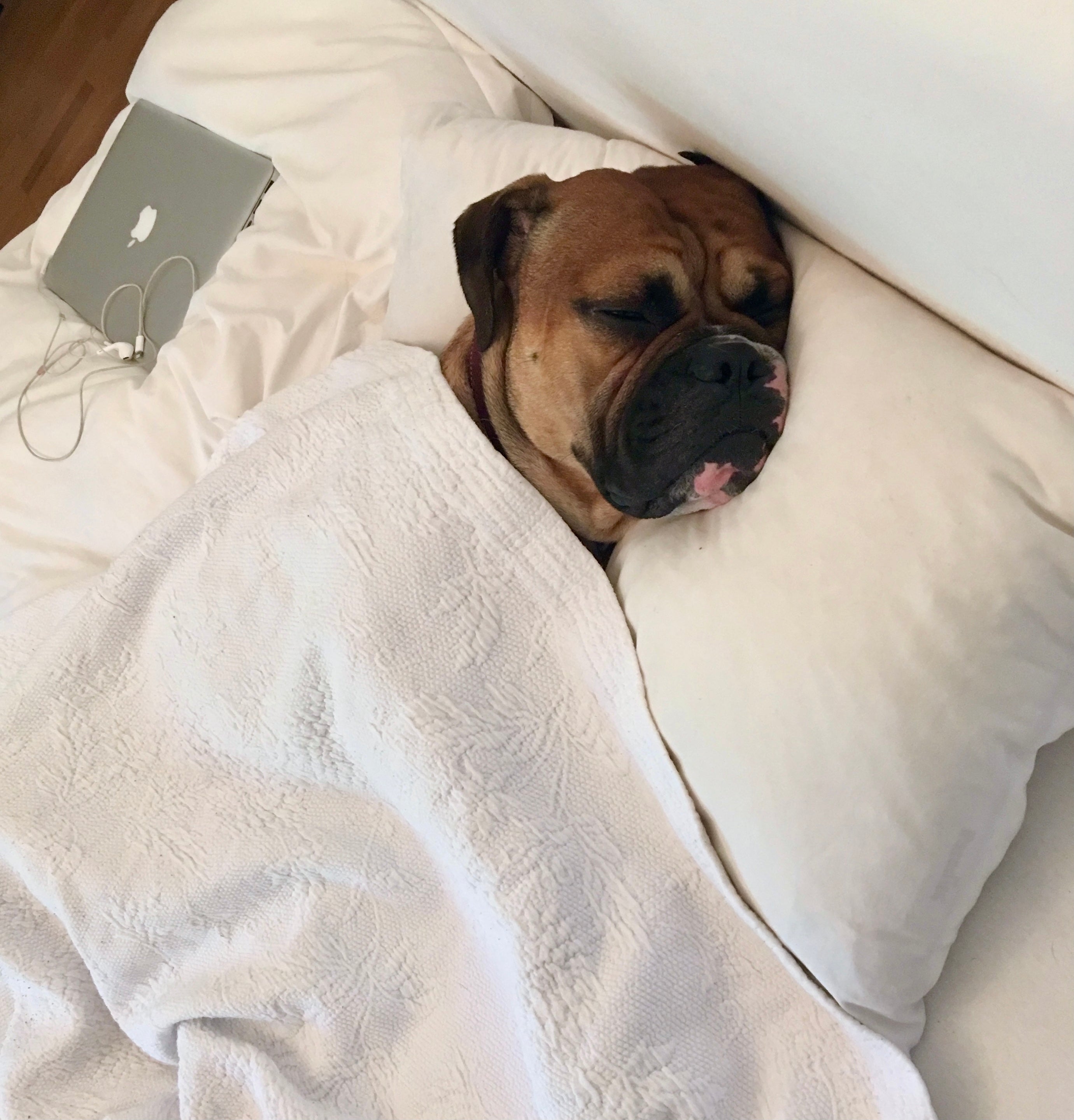 Hund im Bett