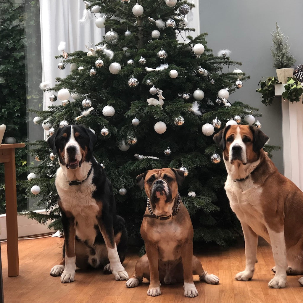 Hunde Weihnachten Leder Halsband 