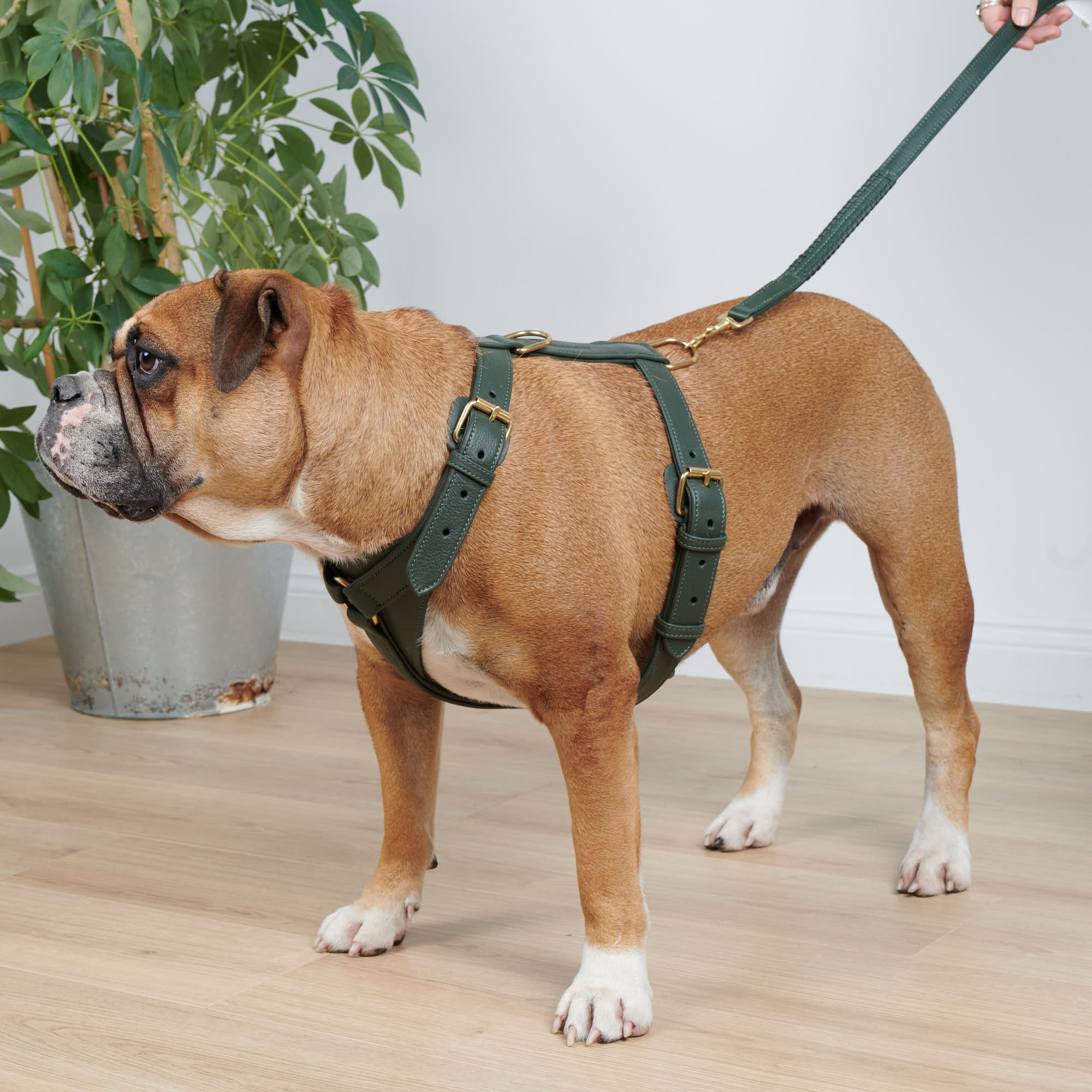 William Walker leather dog harness