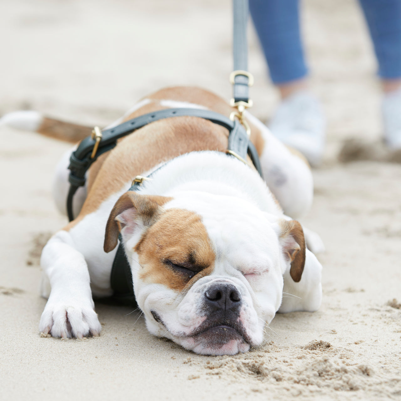 Hunde im Sommer: Gefahren und Aktivitäten