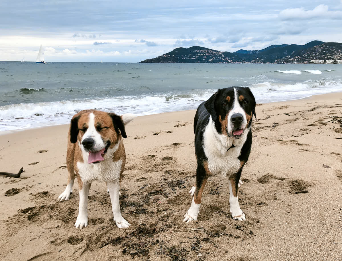  Côte d’Azur mit Hund