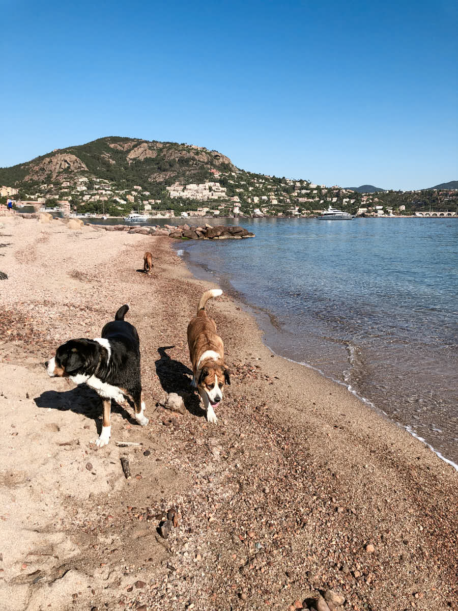  Côte d’Azur mit Hund