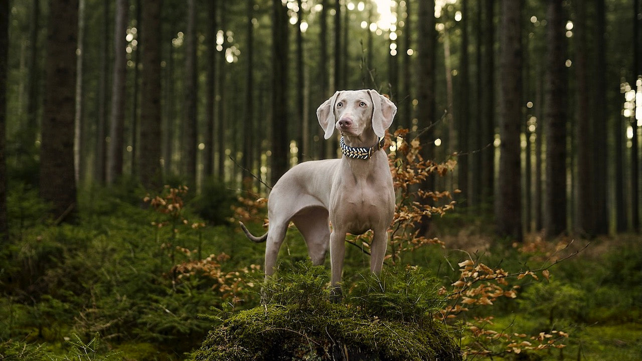 Hund im Wald - Ausflug mit Hund