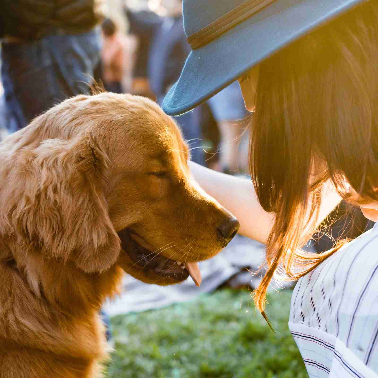 Ähnlichkeit zwischen Hund und Hundebesitzer*in