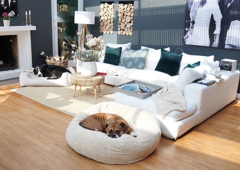 Der perfekte Hundeschlafplatz für deinen Hund 