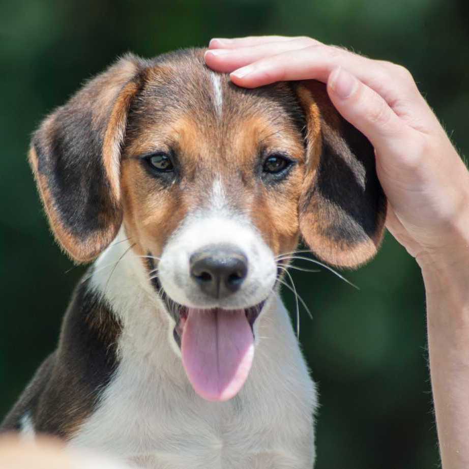 William Walker Breed Profile Beagle